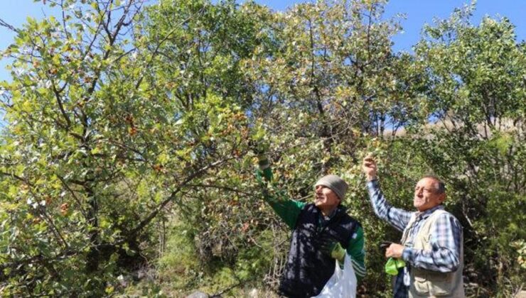 Tam bir kalp dostu! Şifa kaynağını toplamak için dağlara akın ettiler!