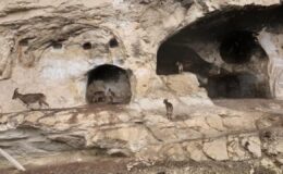 Tunceli İn Delikleri’nde sürpriz misafir: Merdivenleri tırmanıp odalara girdiler