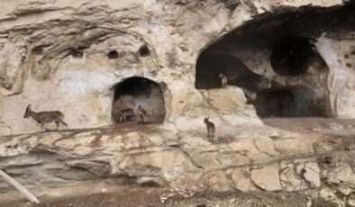 Tunceli İn Delikleri’nde sürpriz misafir: Merdivenleri tırmanıp odalara girdiler