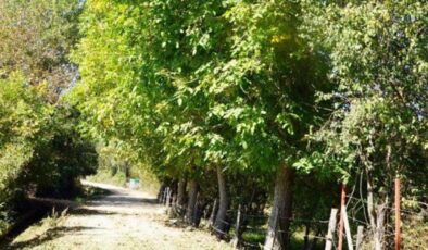 Zonguldak’ta kahreden kaza: Üzüm toplarken canından oldu